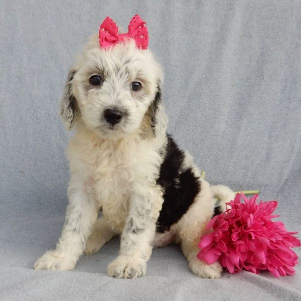 F1b Mini Sheepadoodle Puppy for Sale