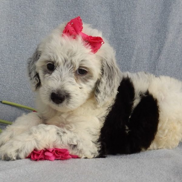 F1b Mini Sheepadoodle Puppy for Sale