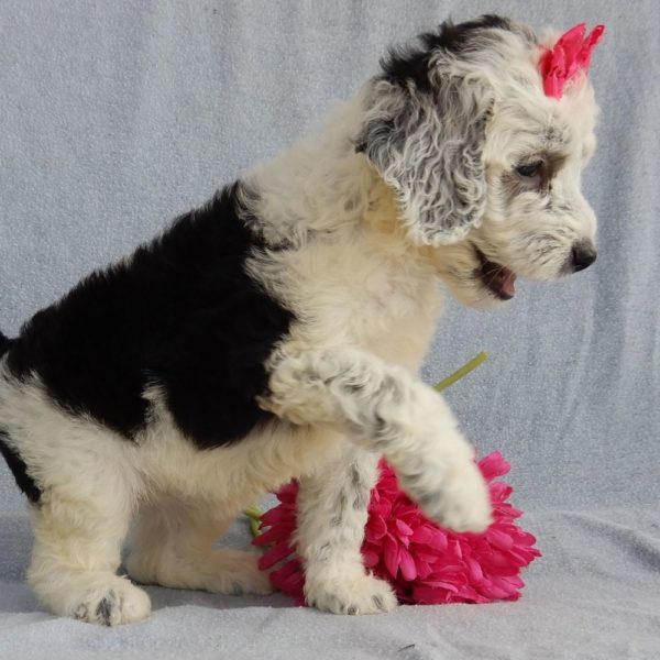 F1b Mini Sheepadoodle Puppy for Sale