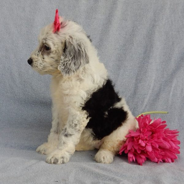 F1b Mini Sheepadoodle Puppy for Sale