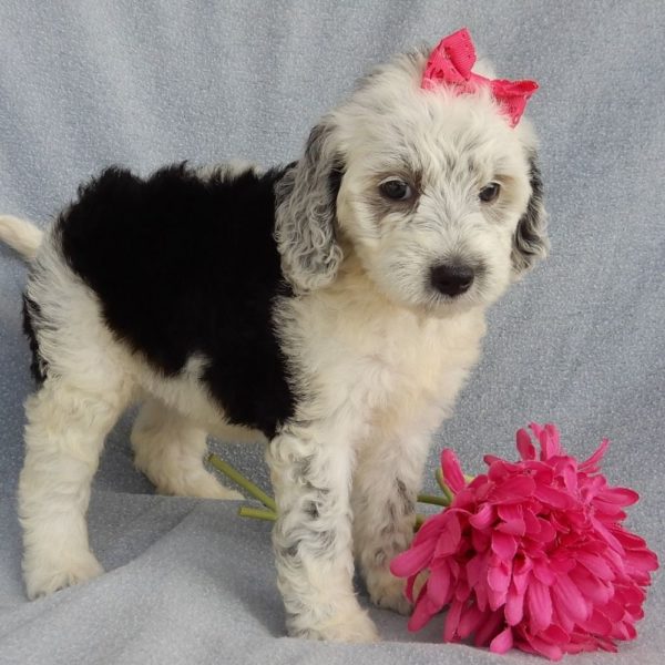 F1b Mini Sheepadoodle Puppy for Sale