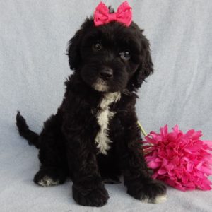 F1b Mini Sheepadoodle Puppy for Sale