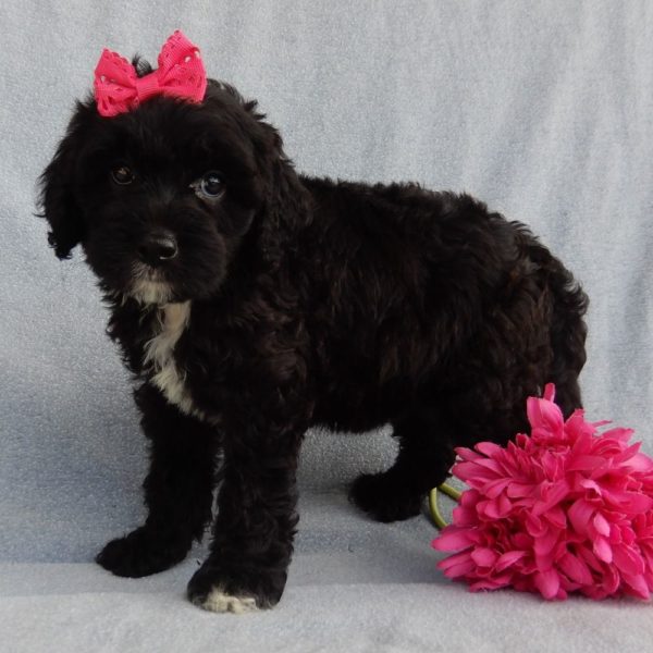 F1b Mini Sheepadoodle Puppy for Sale