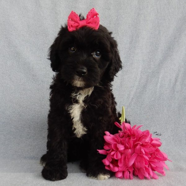 F1b Mini Sheepadoodle Puppy for Sale