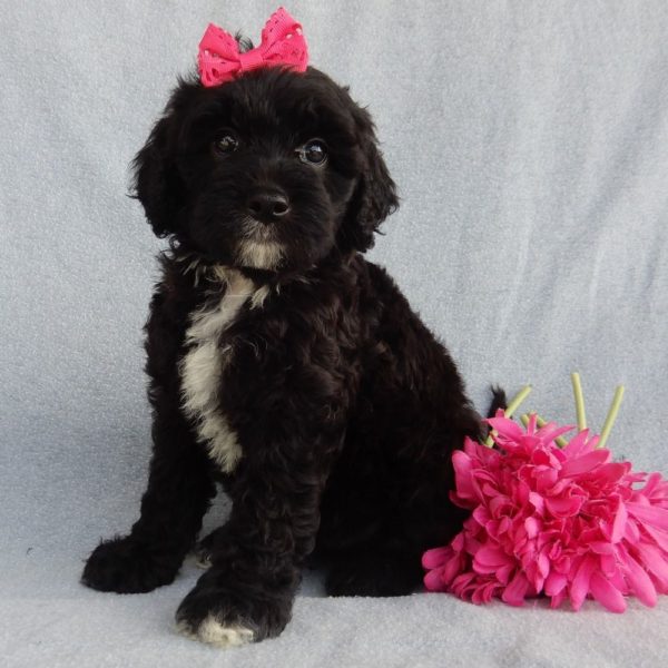 F1b Mini Sheepadoodle Puppy for Sale