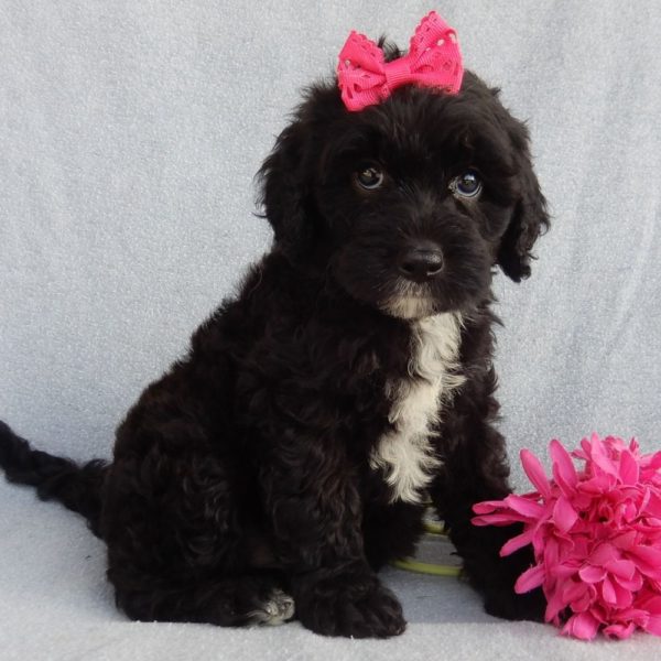 F1b Mini Sheepadoodle Puppy for Sale