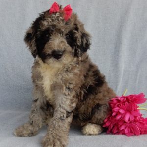 F1b Mini Sheepadoodle Puppy for Sale