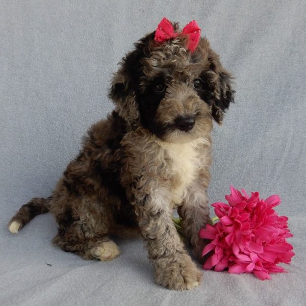 F1b Mini Sheepadoodle Puppy for Sale