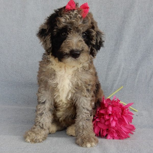 F1b Mini Sheepadoodle Puppy for Sale