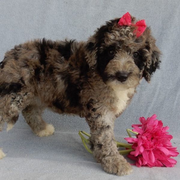 F1b Mini Sheepadoodle Puppy for Sale