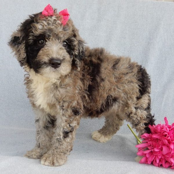 F1b Mini Sheepadoodle Puppy for Sale