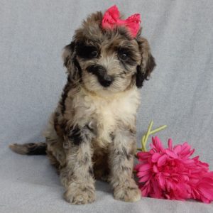 F1b Mini Sheepadoodle Puppy for Sale