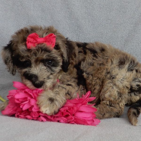 F1b Mini Sheepadoodle Puppy for Sale