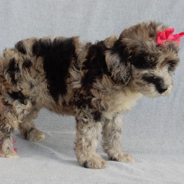 F1b Mini Sheepadoodle Puppy for Sale