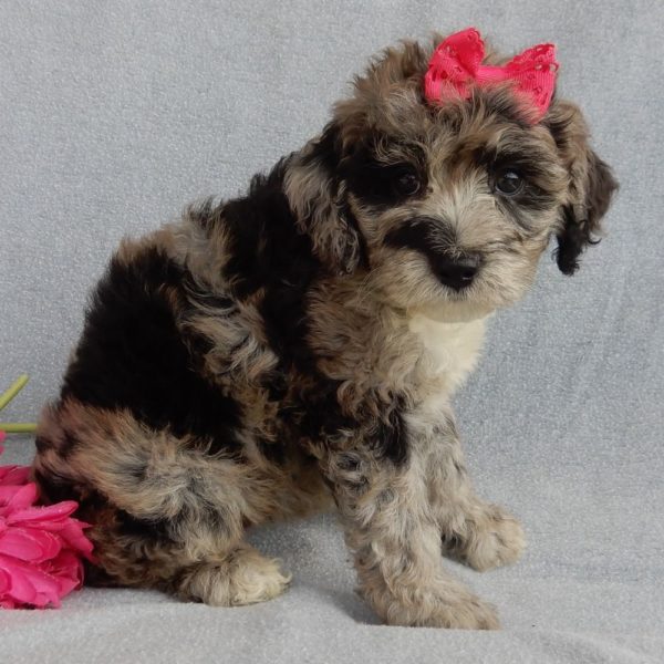 F1b Mini Sheepadoodle Puppy for Sale