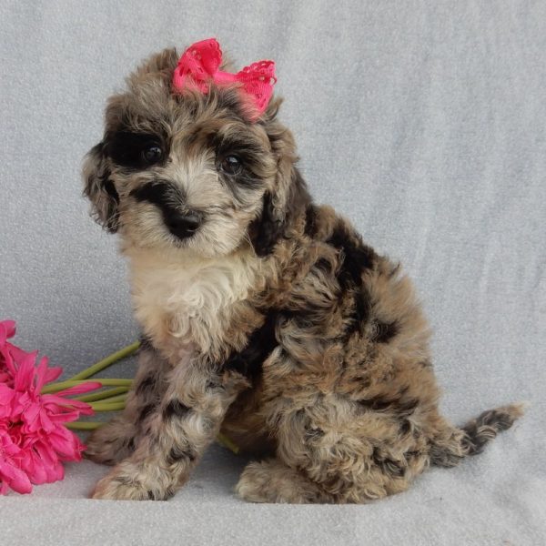 F1b Mini Sheepadoodle Puppy for Sale