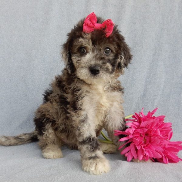 F1b Mini Sheepadoodle Puppy for Sale