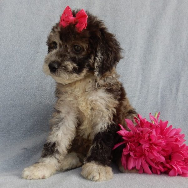 F1b Mini Sheepadoodle Puppy for Sale