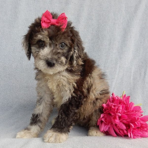 F1b Mini Sheepadoodle Puppy for Sale