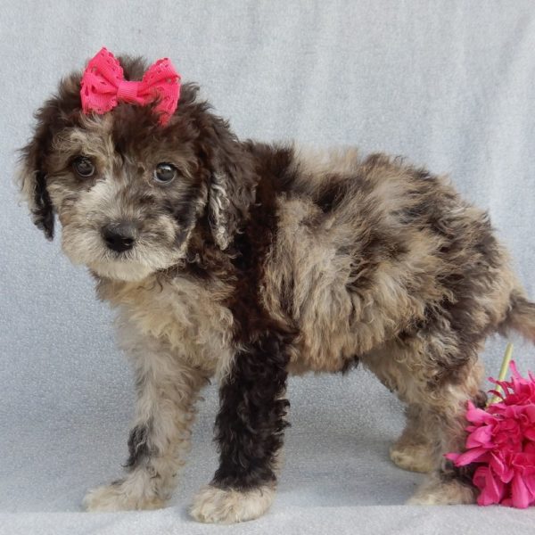 F1b Mini Sheepadoodle Puppy for Sale