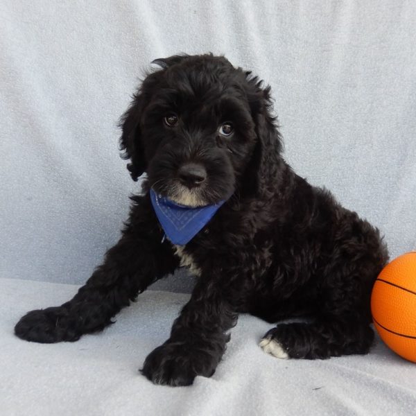 F1b Mini Sheepadoodle Puppy for Sale