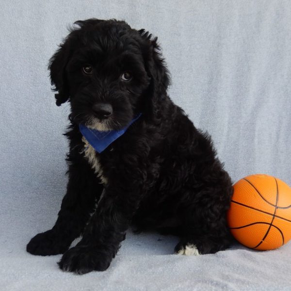 F1b Mini Sheepadoodle Puppy for Sale