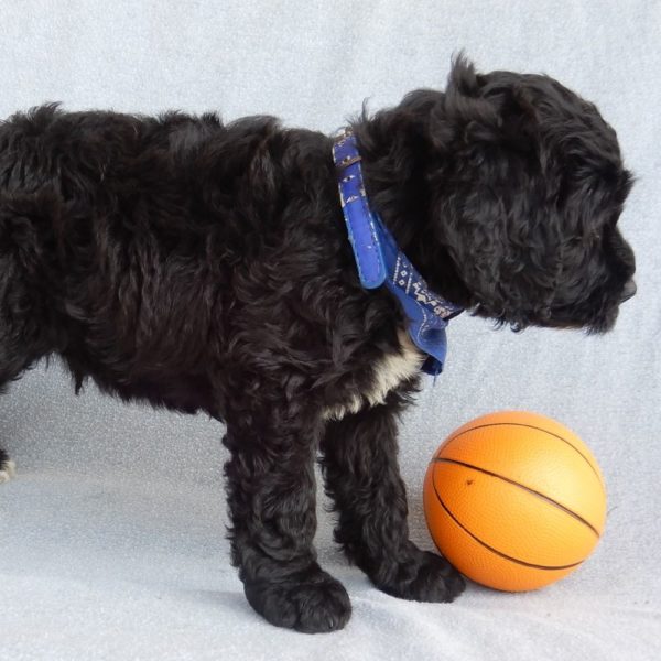 F1b Mini Sheepadoodle Puppy for Sale