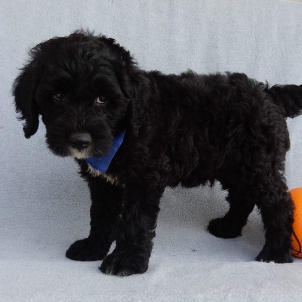 F1b Mini Sheepadoodle Puppy for Sale