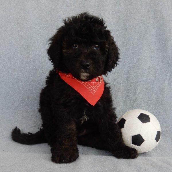 F1b Mini Sheepadoodle Puppy for Sale