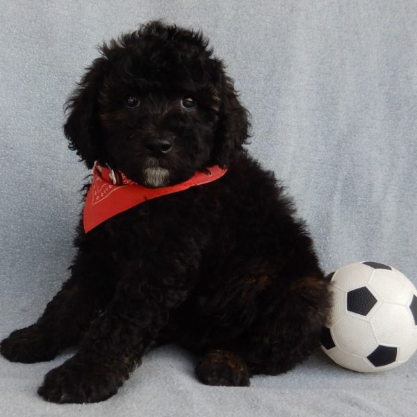 F1b Mini Sheepadoodle Puppy for Sale