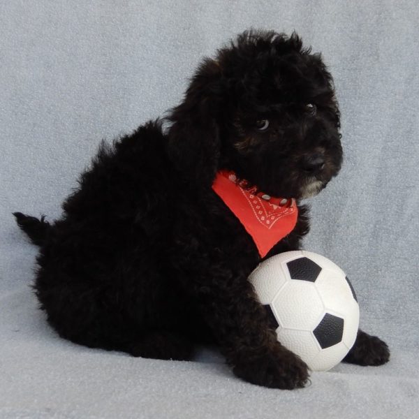 F1b Mini Sheepadoodle Puppy for Sale