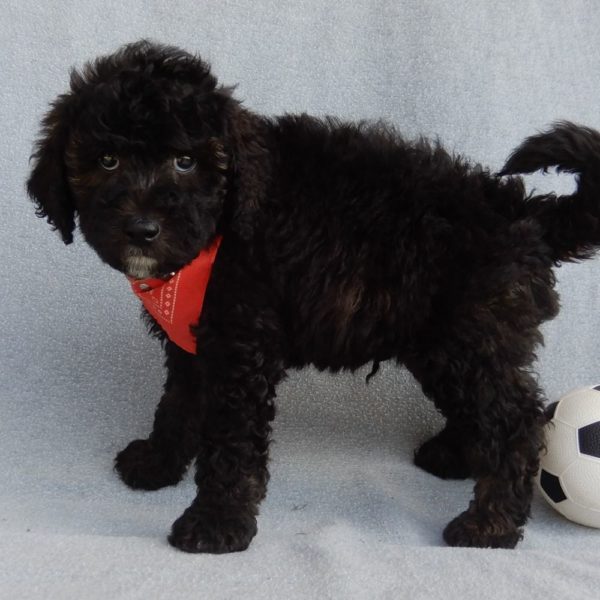 F1b Mini Sheepadoodle Puppy for Sale