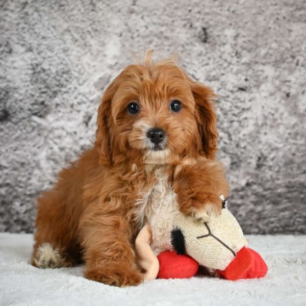 F1b Cavapoo Puppy for Sale