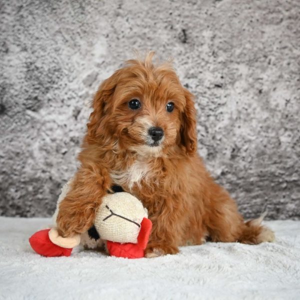 F1b Cavapoo Puppy for Sale