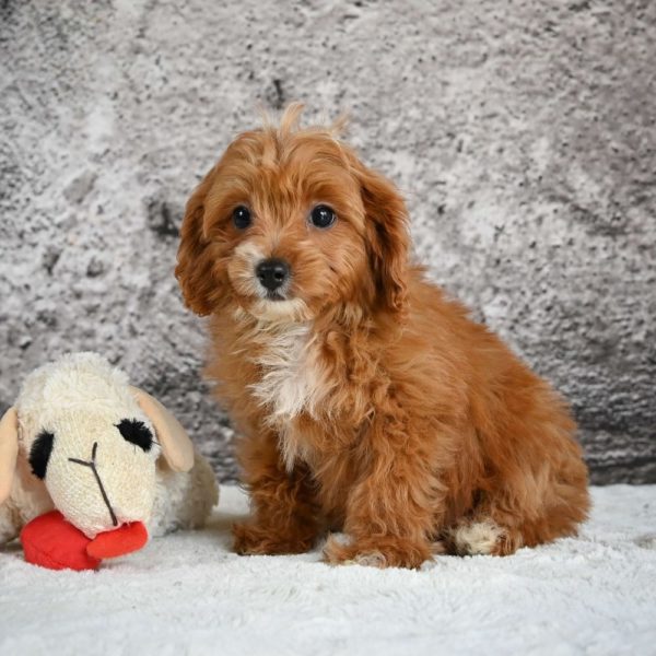 F1b Cavapoo Puppy for Sale