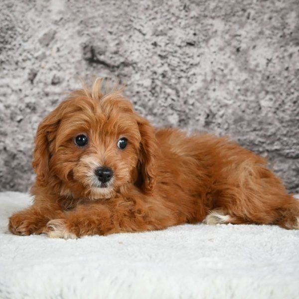 F1b Cavapoo Puppy for Sale