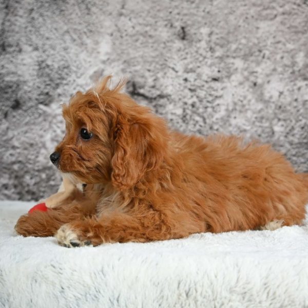 F1b Cavapoo Puppy for Sale