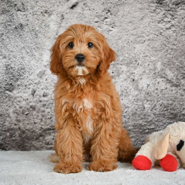 F1b Cavapoo Puppy for Sale