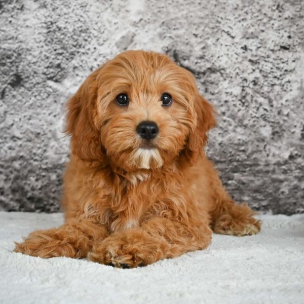 F1b Cavapoo Puppy for Sale