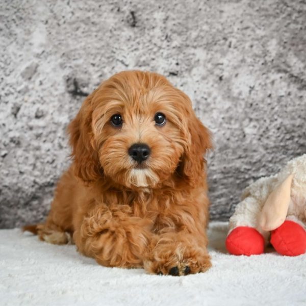 F1b Cavapoo Puppy for Sale