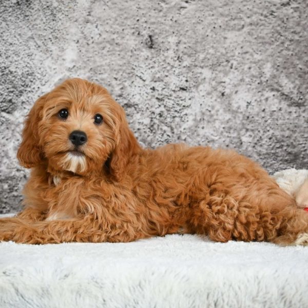 F1b Cavapoo Puppy for Sale