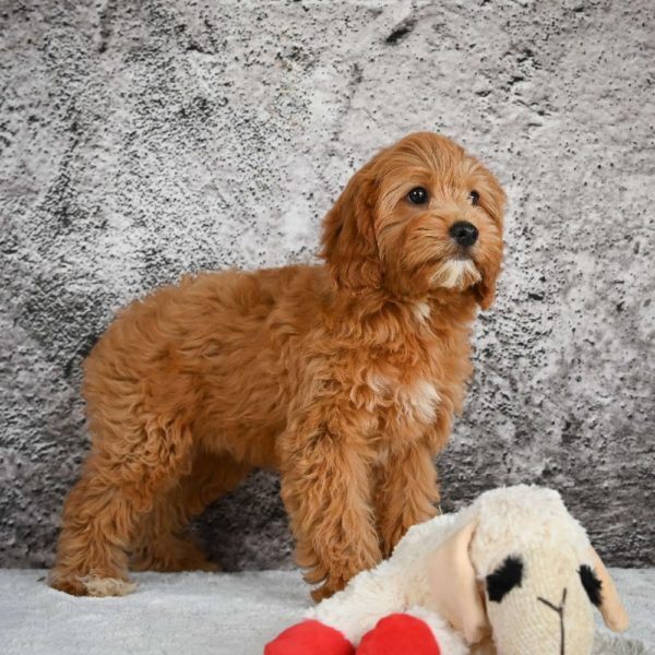 F1b Cavapoo Puppy for Sale