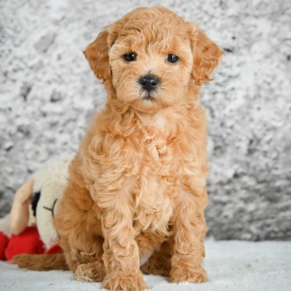 F1b Maltipoo Puppy for Sale