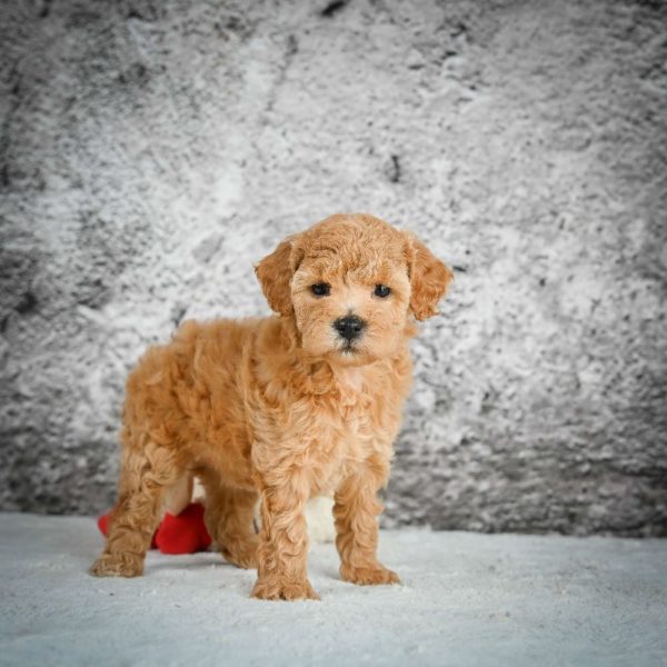 F1b Maltipoo Puppy for Sale