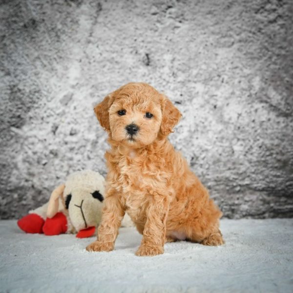 F1b Maltipoo Puppy for Sale