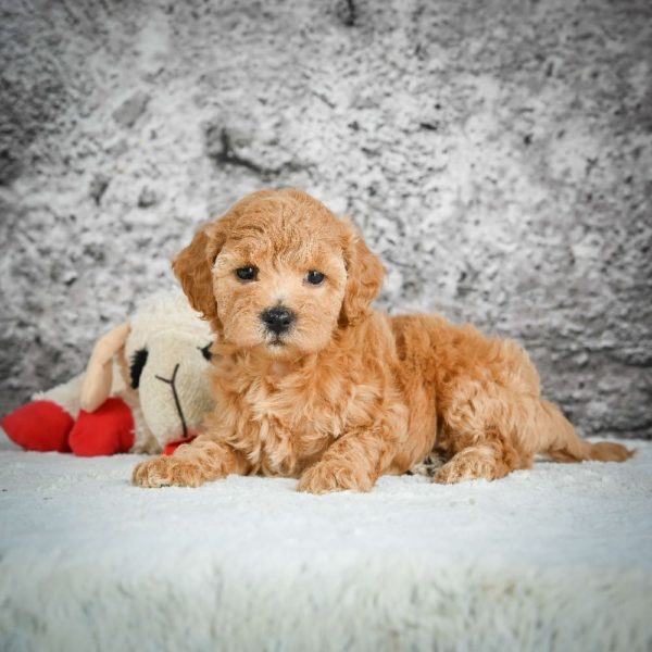 F1b Maltipoo Puppy for Sale