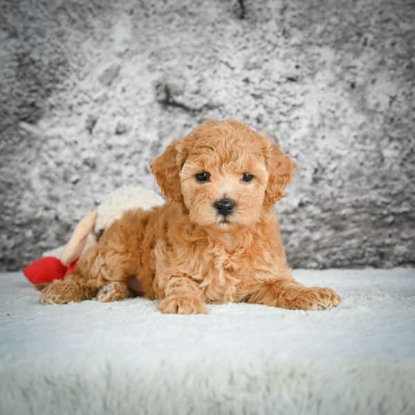 F1b Maltipoo Puppy for Sale