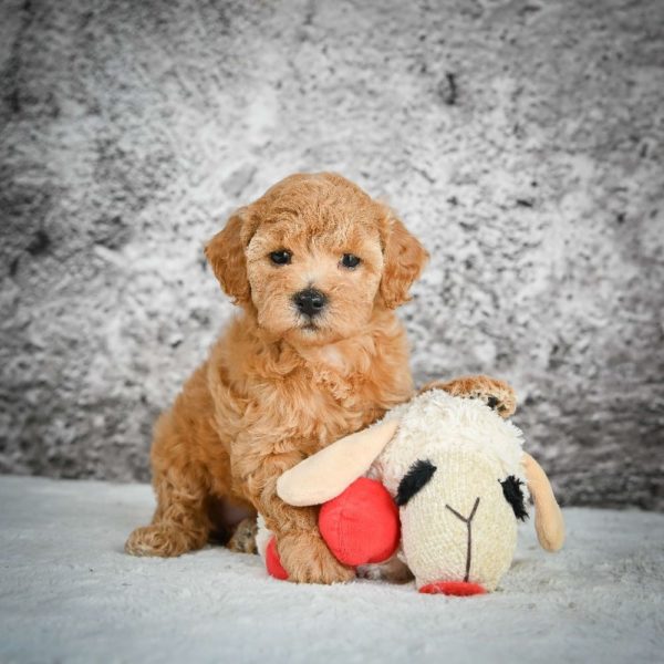 F1b Maltipoo Puppy for Sale