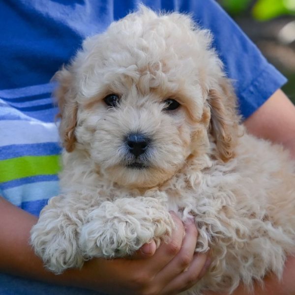 F1 Maltipoo Puppy for Sale