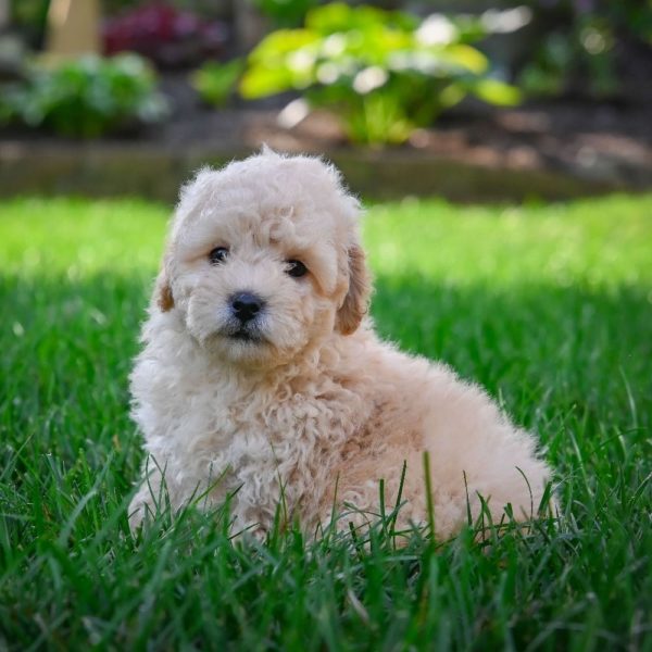 F1 Maltipoo Puppy for Sale